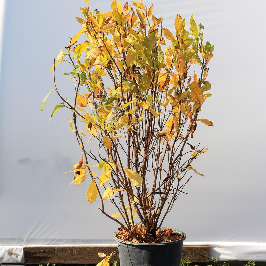 Clethra alnifolia 'Ruby Spice' - Summersweet from Great Lakes Landscape Supply