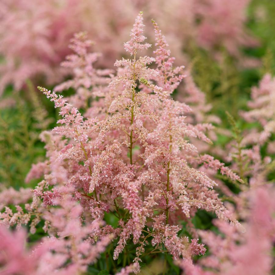 Astilbe japonica Younique™ 'Pink' - False Spirea from Great Lakes Landscape Supply