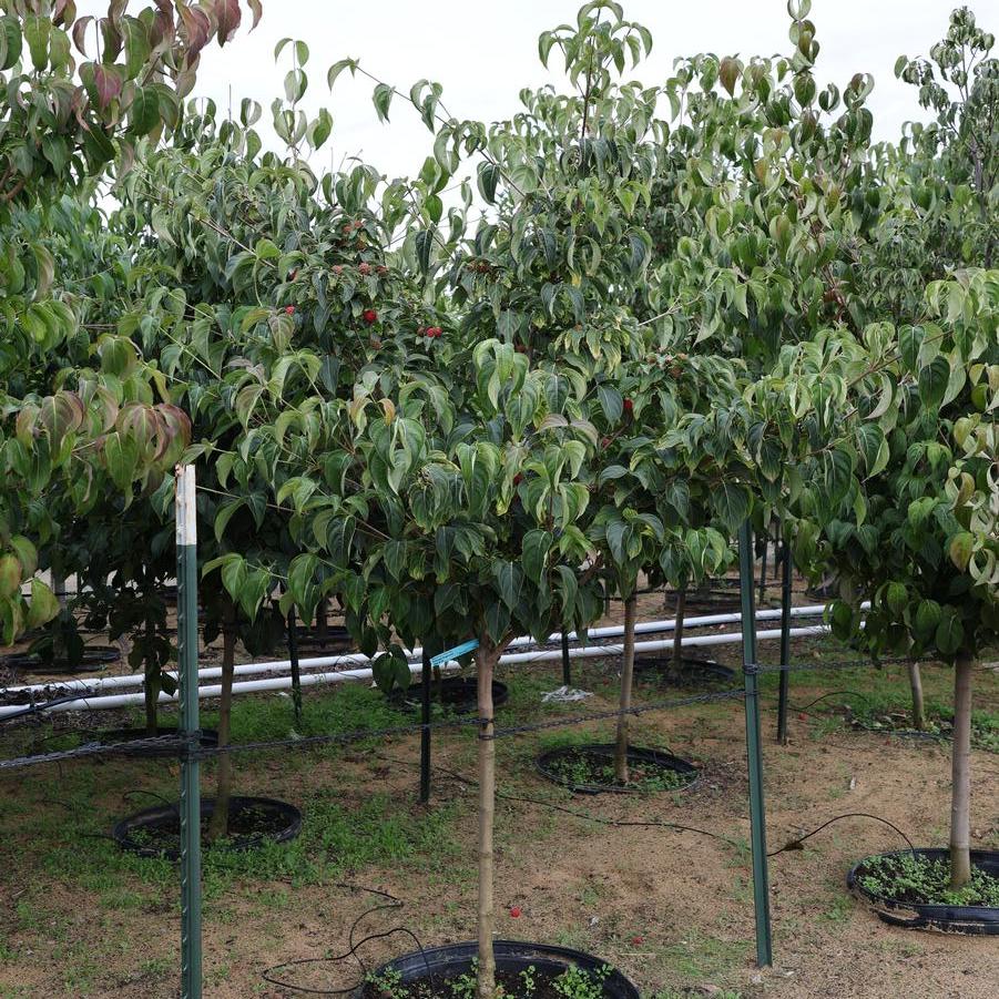 Cornus kousa 'Milky Way' - Dogwood from Great Lakes Landscape Supply