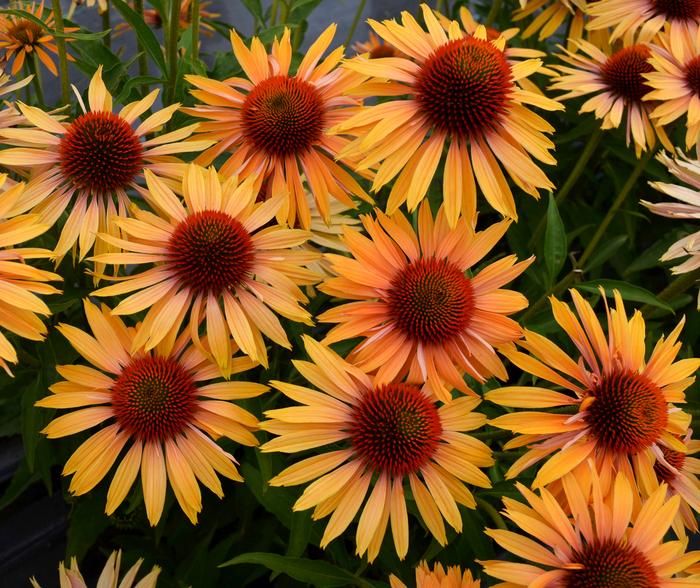 Echinacea 'Big Kahuna' - Coneflower from Great Lakes Landscape Supply