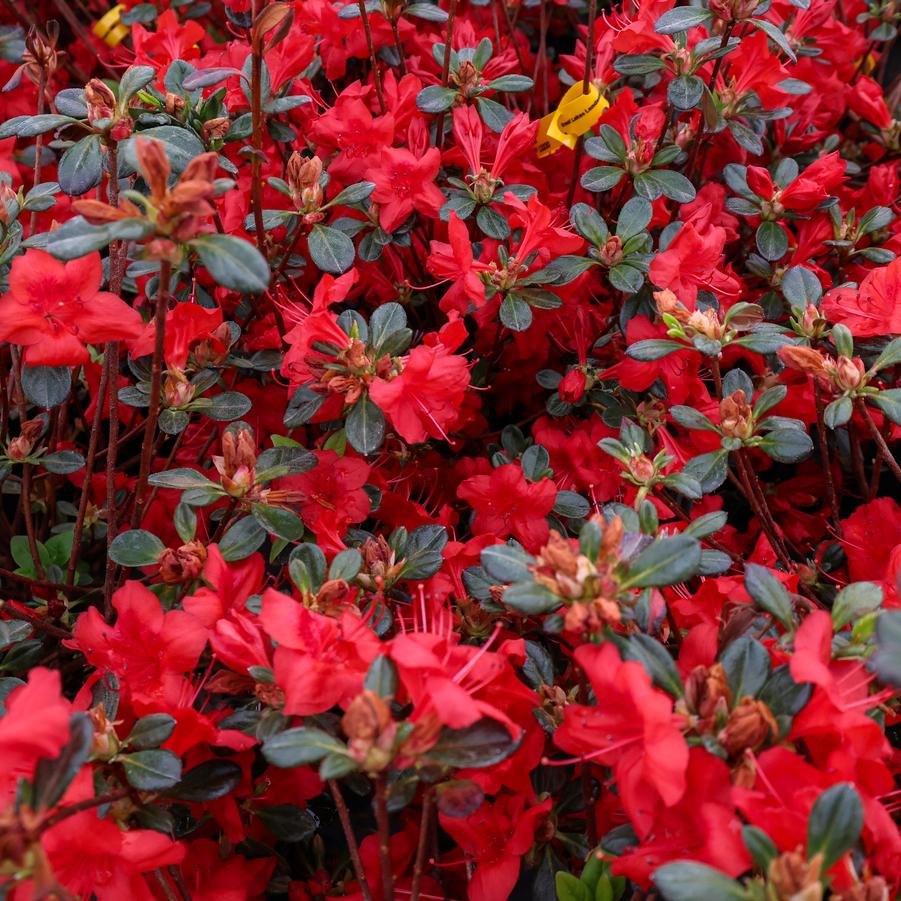 Rhododendron Gable hybrid 'Stewartstonian' - Azalea from Great Lakes Landscape Supply