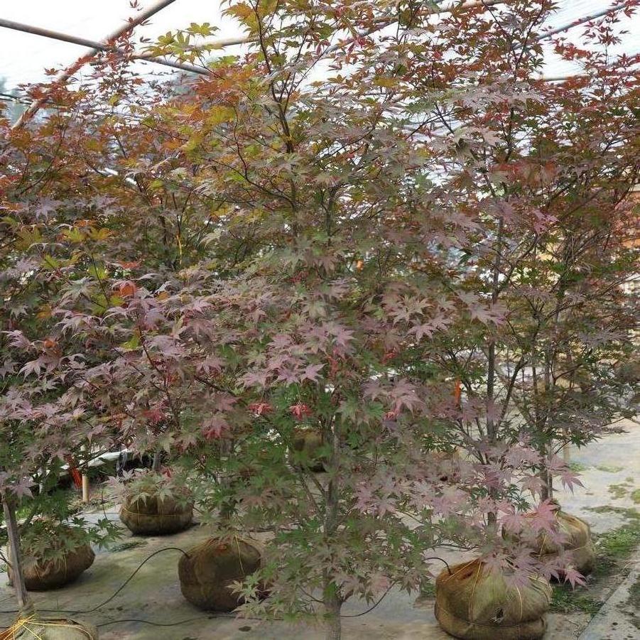 Acer palmatum var. atropurpureum Bloodgood