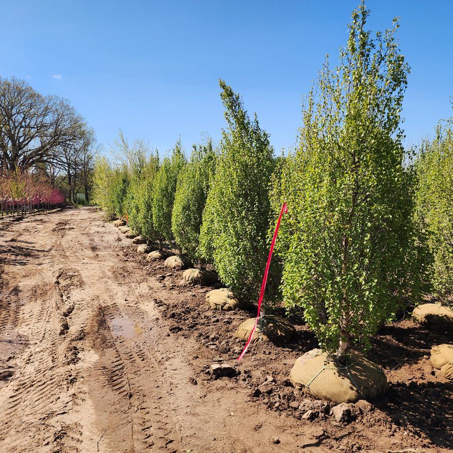 Betula platyphylla 'Parkland Pillar®' - Birch from Great Lakes Landscape Supply