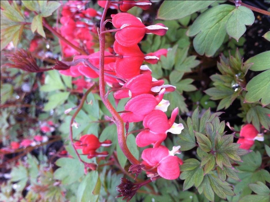 Dicentra spectabilis 'Valentine®' - Bleeding Heart from Great Lakes Landscape Supply
