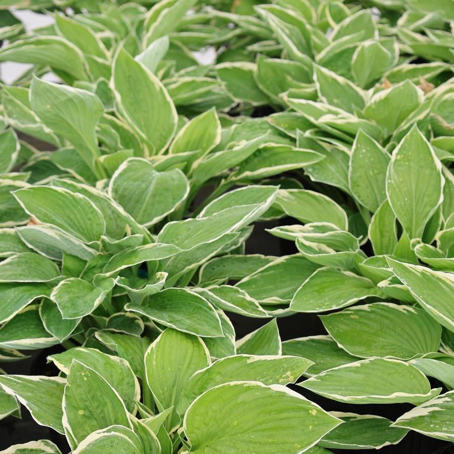 Hosta 'Francee' - Hosta from Great Lakes Landscape Supply