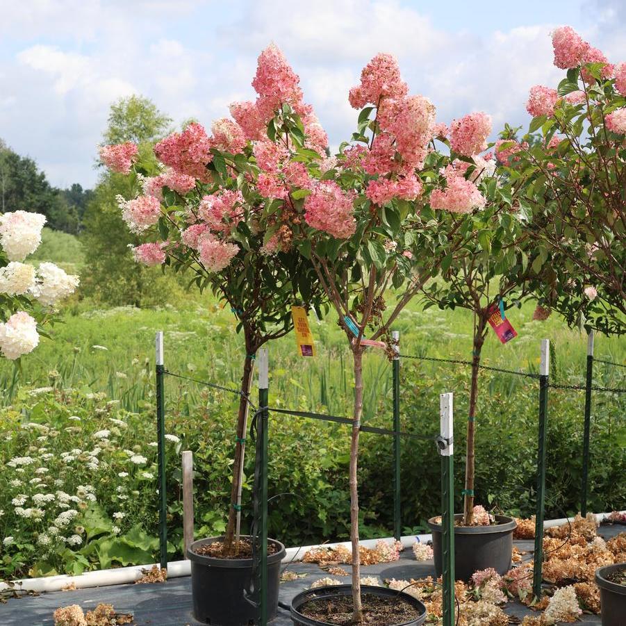 Hydrangea paniculata 'Vanilla Strawberry™' - Hydrangea from Great Lakes Landscape Supply