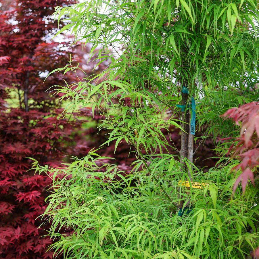 Acer palmatum 'Koto maru' - Japanese Maple from Great Lakes Landscape Supply
