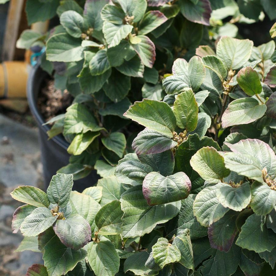 Fothergilla major 'Mount Airy' - Mount Airy Fothergilla from Great Lakes Landscape Supply
