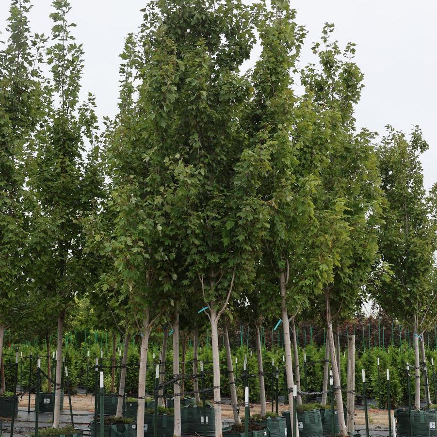 Acer rubrum 'Armstrong II' - Columnar Red Maple from Great Lakes Landscape Supply