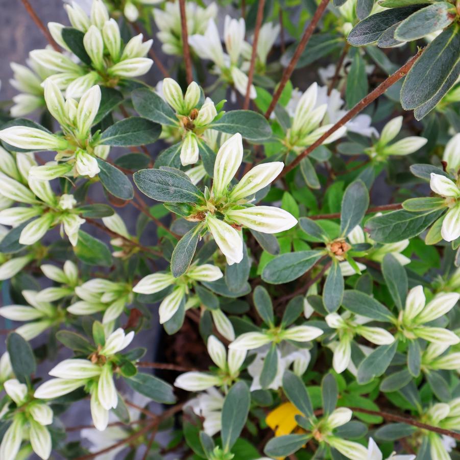 Rhododendron Glenn Dale hybrid 'Cascade' - Azalea from Great Lakes Landscape Supply
