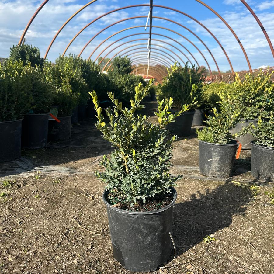 Buxus ''Glencoe'' - from Great Lakes Landscape Supply