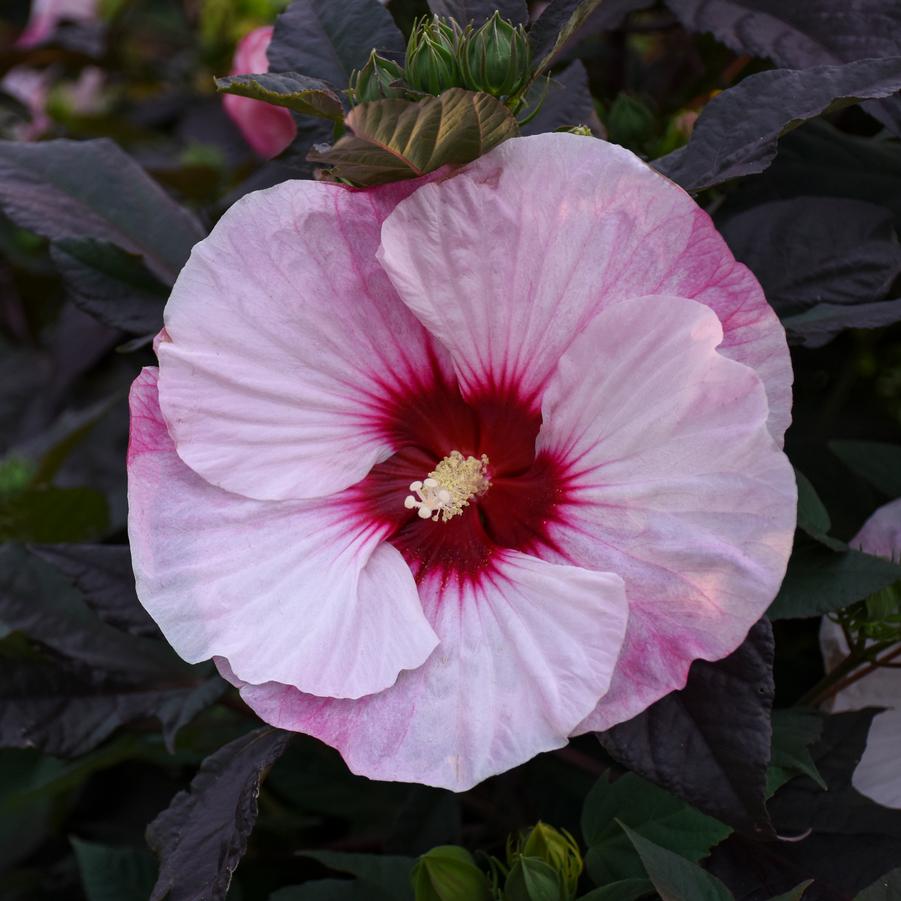 Hibiscus Summerific® 'Perfect Storm' - Rose Mallow from Walters Gardens