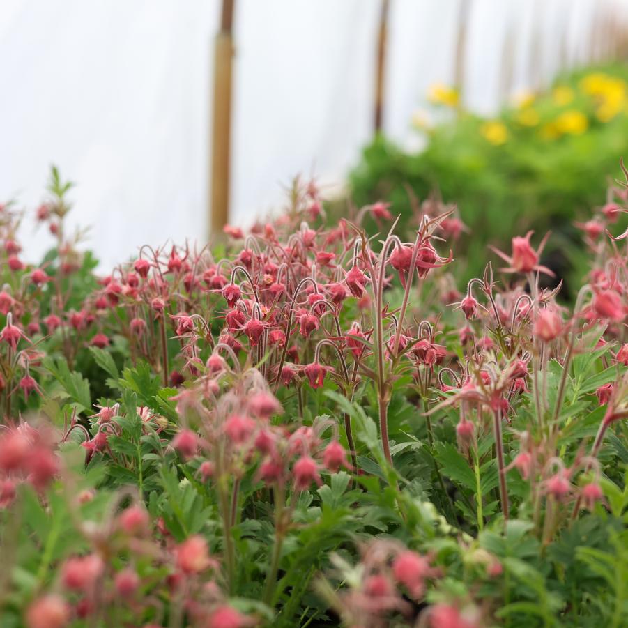 Geum triflorum - Prairie Smoke from Great Lakes Landscape Supply