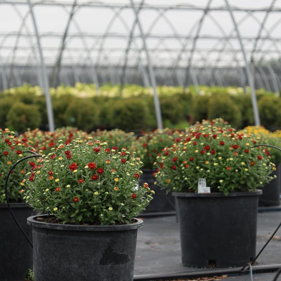 Chrysanthemum x morifolium Danielle™ 'Red' - Garden Mum from Great Lakes Landscape Supply
