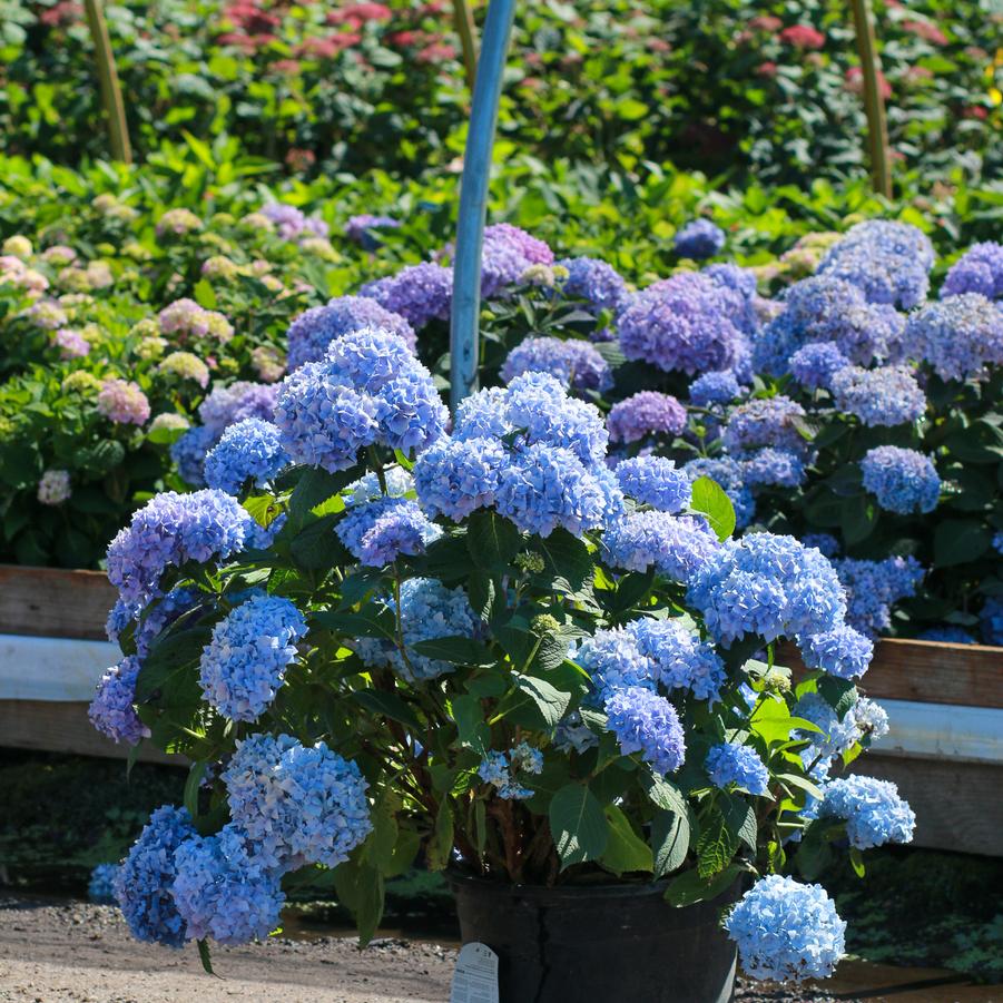 Hydrangea macrophylla ''Bailmer'' - from Great Lakes Landscape Supply