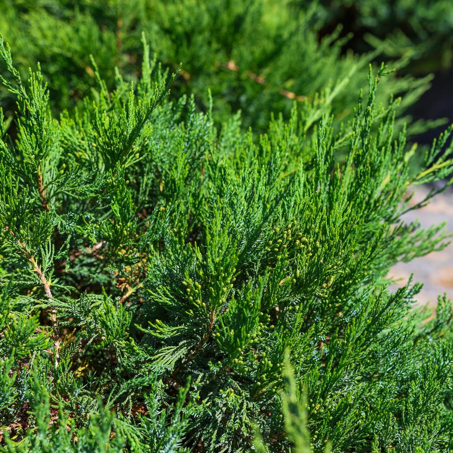 Juniperus sabina 'Broadmoor' - Juniper from Great Lakes Landscape Supply
