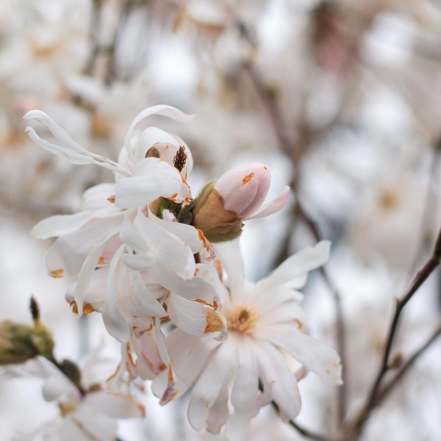 Magnolia stellata - Royal Star Magnolia from Great Lakes Landscape Supply