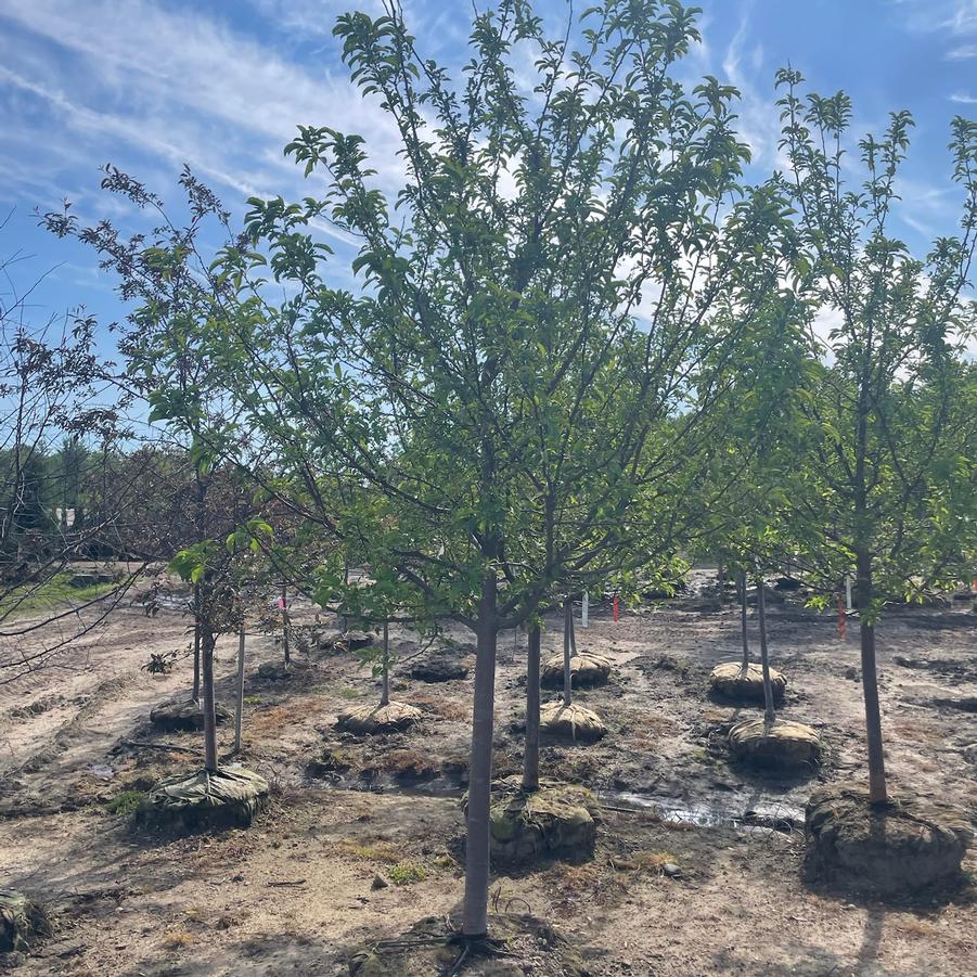 Malus 'Red Jewel™' - Crabapple from Great Lakes Landscape Supply