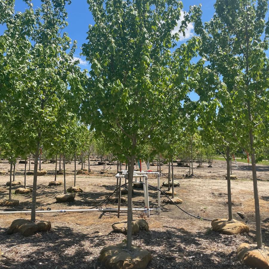 Acer rubrum - Red Maple from Great Lakes Landscape Supply