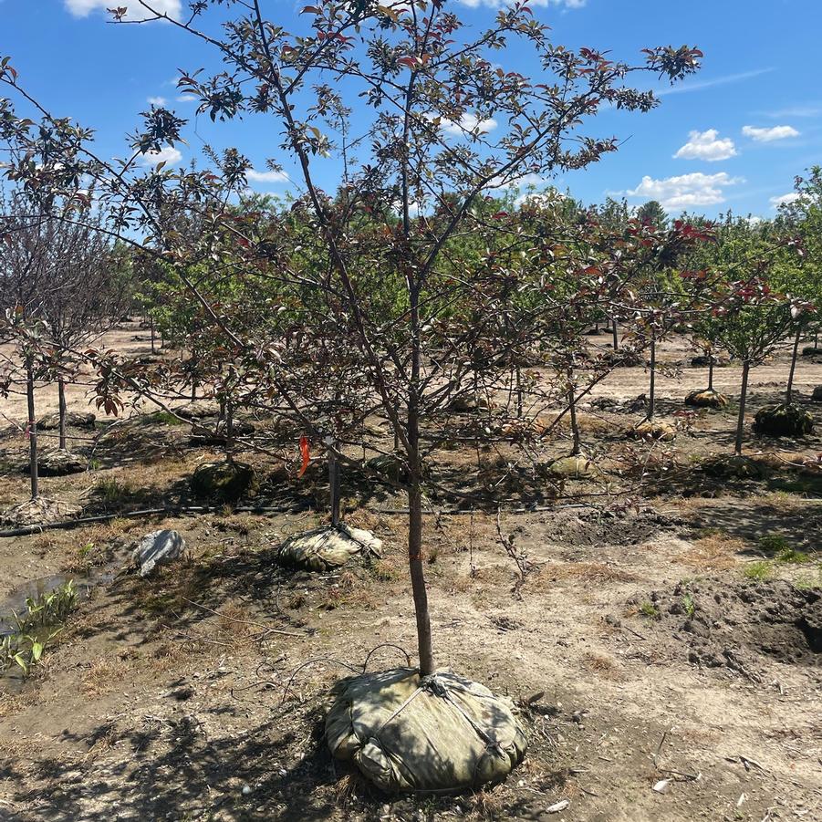 Malus 'Prairifire' - Flowering Crab from Great Lakes Landscape Supply