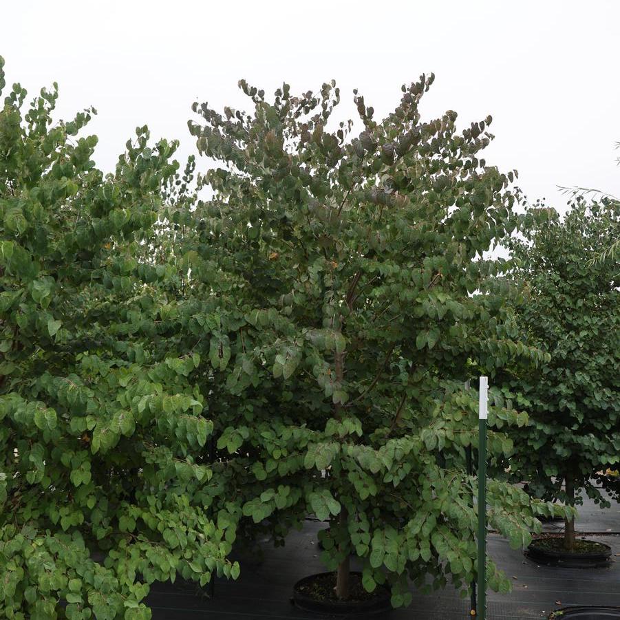 Cercidiphyllum japonicum - Katsura Tree from Great Lakes Landscape Supply