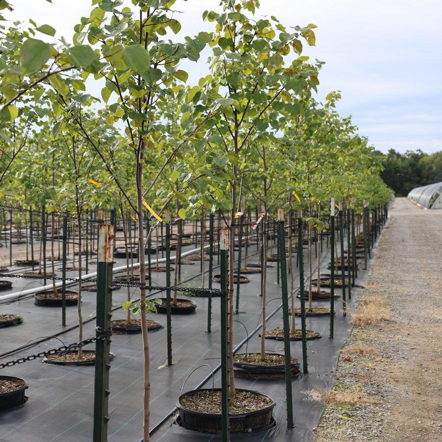 Cercis canadensis - Eastern Redbud from Great Lakes Landscape Supply