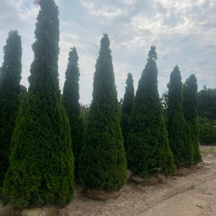Thuja occidentalis - Emerald Green Arborvitae from Great Lakes Landscape Supply