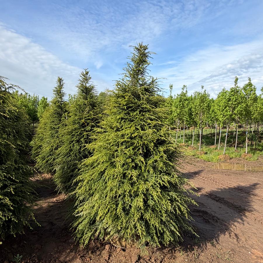 Tsuga canadensis - Canadian Hemlock from Great Lakes Landscape Supply