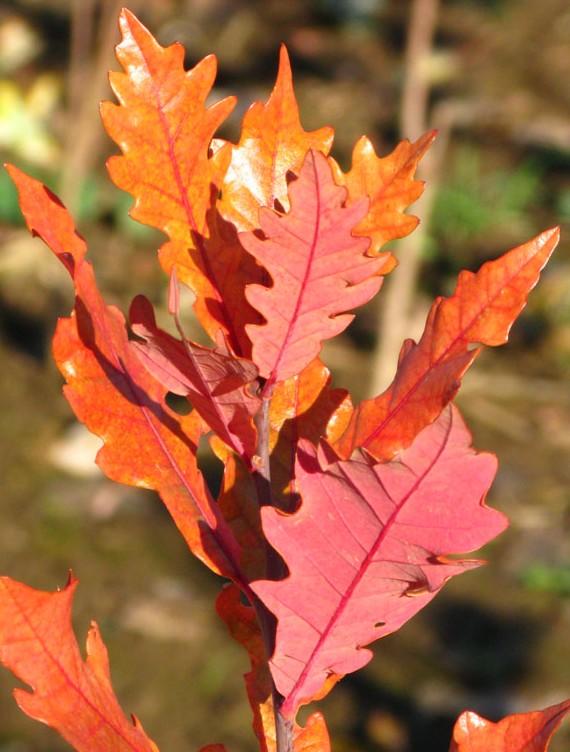 Quercus robur x alba 'Streetspire®' - Oak from Great Lakes Landscape Supply