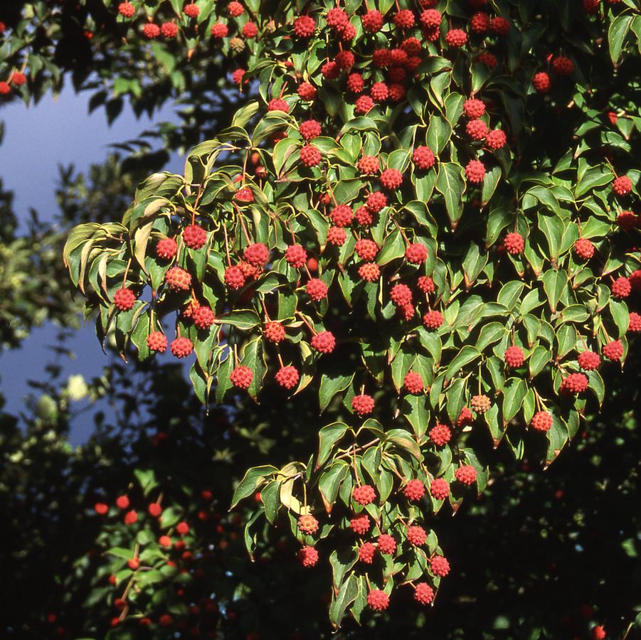 Cornus kousa - Chinese Dogwood or Kousa Dogwood from Great Lakes Landscape Supply