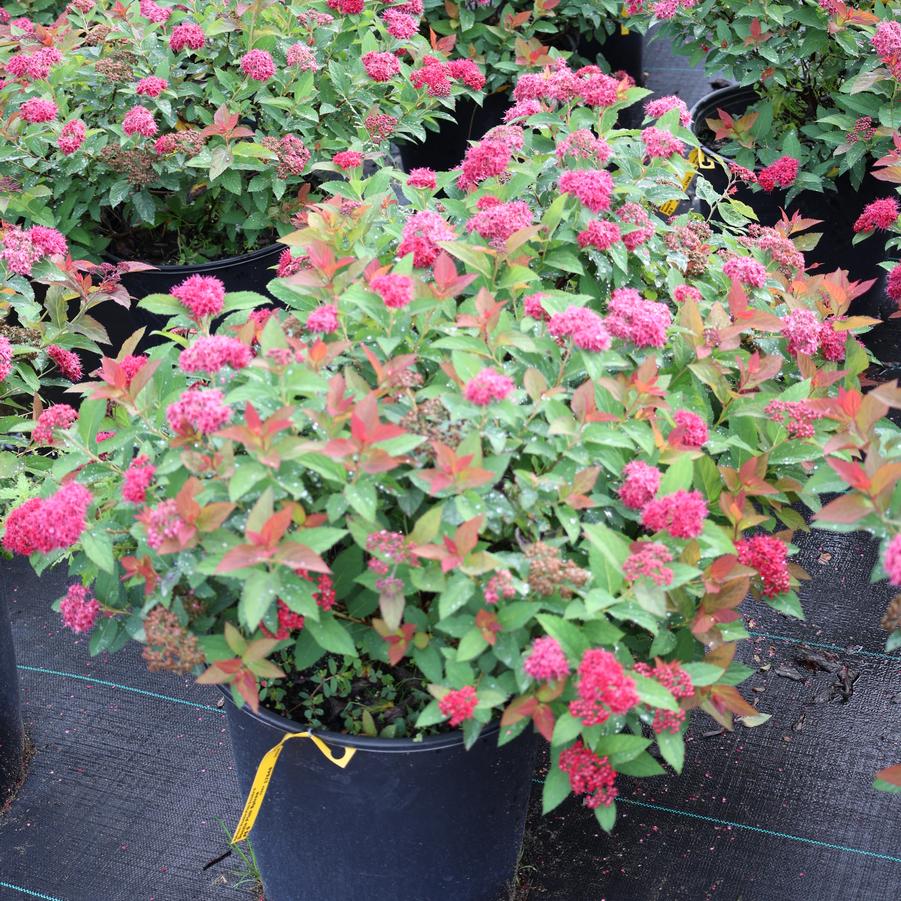 Spiraea Double Play 'Doozie�' - Spirea from Great Lakes Landscape Supply