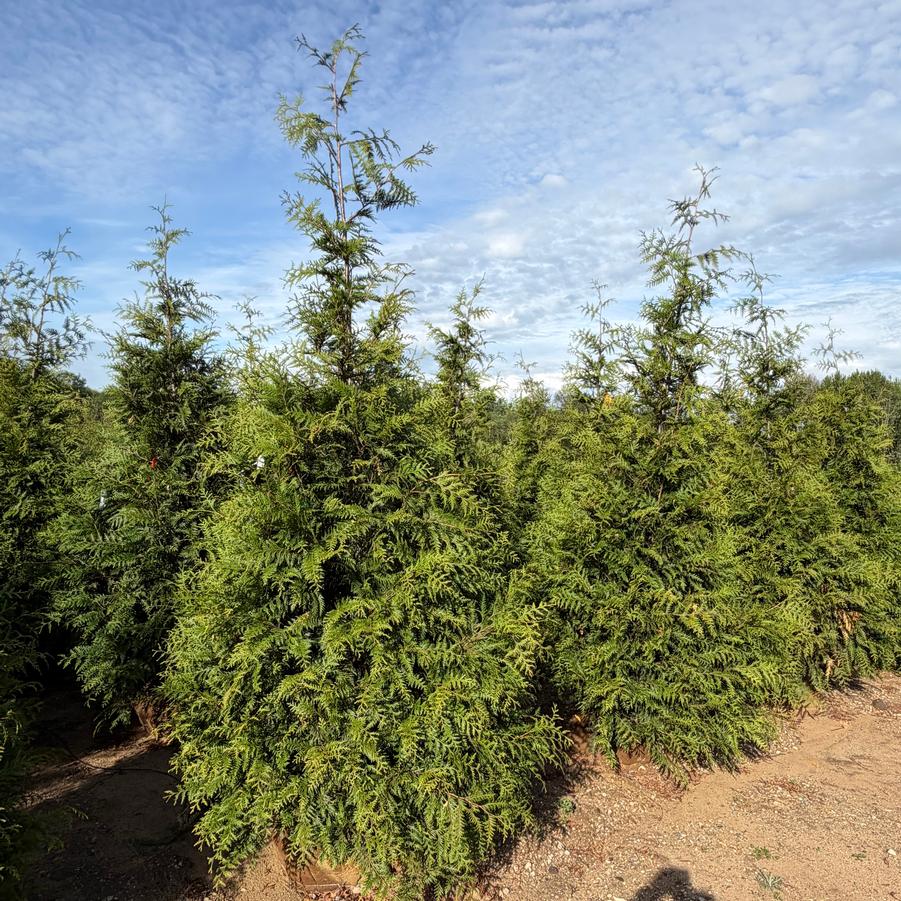 Thuja 'Green Giant' - Giant Arborvitae from Great Lakes Landscape Supply