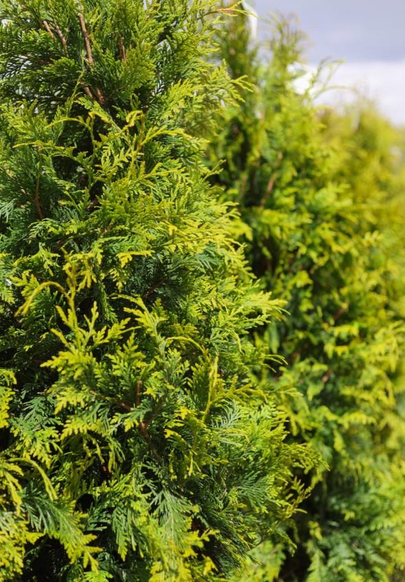 Thuja plicata 'Spring Grove®' - Western Arborvitae from Great Lakes Landscape Supply