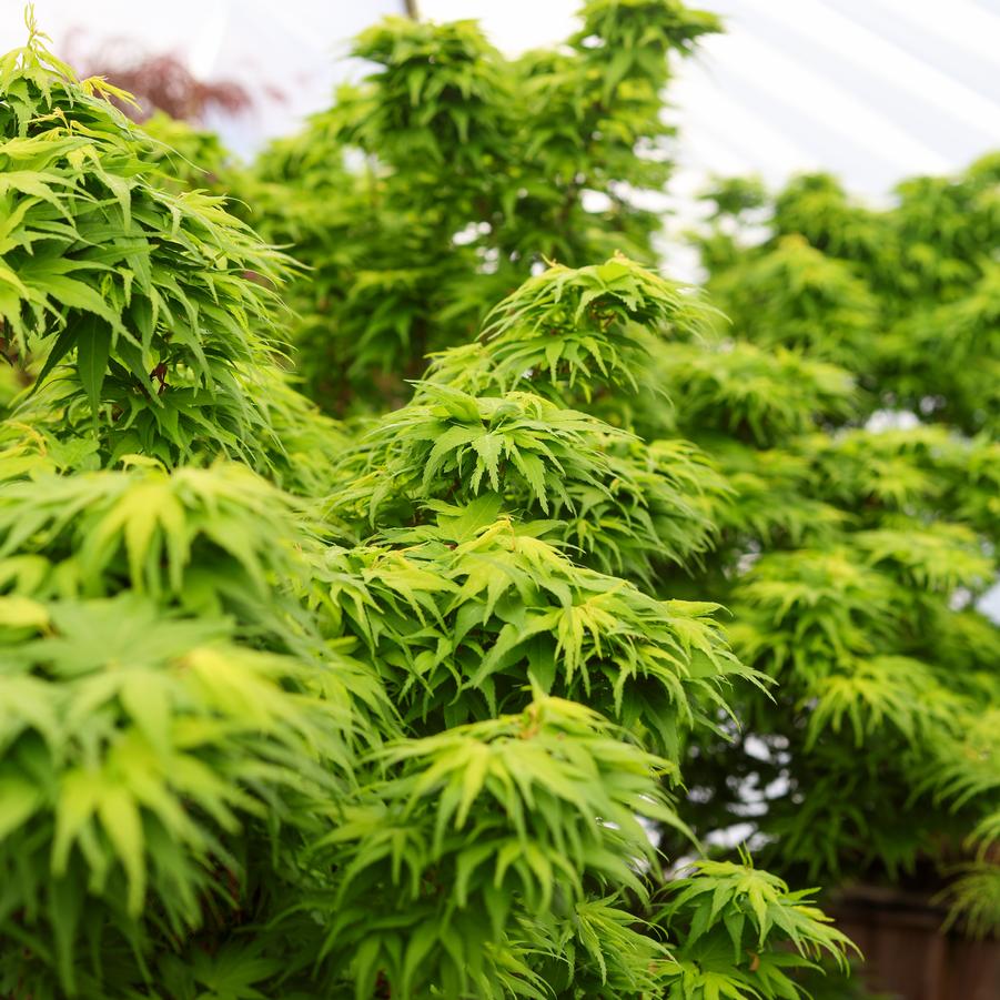 Acer palmatum 'Mikawa Yatsubusa' - Japanese Maple from Great Lakes Landscape Supply