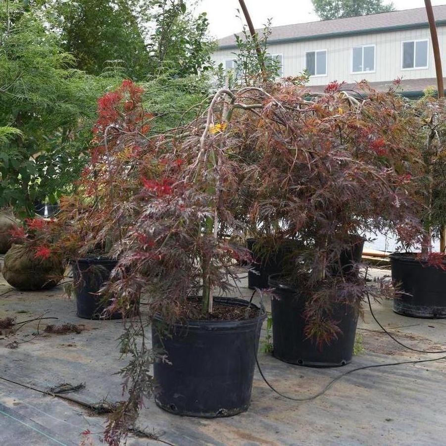 Acer palmatum var. dissectum Crimson Queen