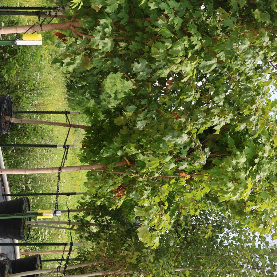 Acer saccharum 'Fall Fiesta®' - Sugar Maple from Great Lakes Landscape Supply