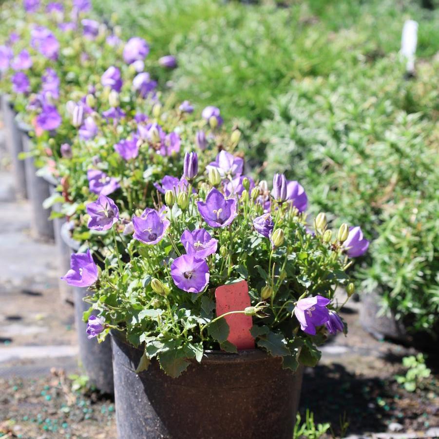 Campanula carpatica 'Rapido Blue' - Bellflower from Great Lakes Landscape Supply