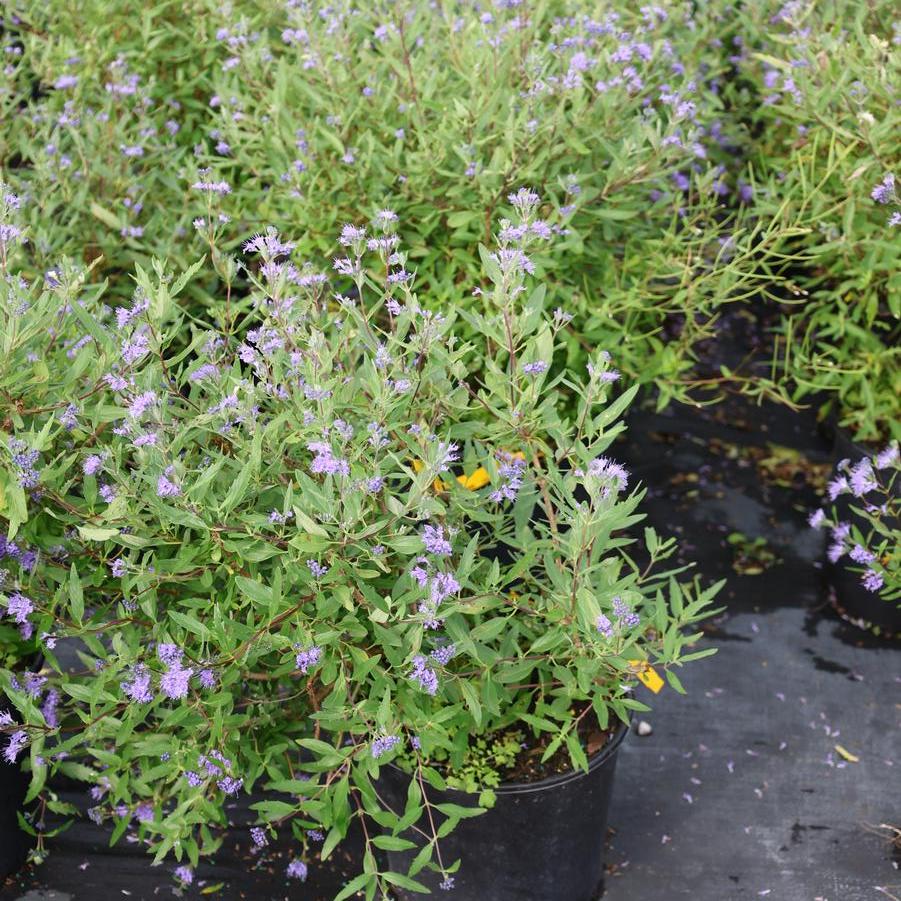 Caryopteris x clandonensis 'Blue Mist' - Bluebeard from Great Lakes Landscape Supply