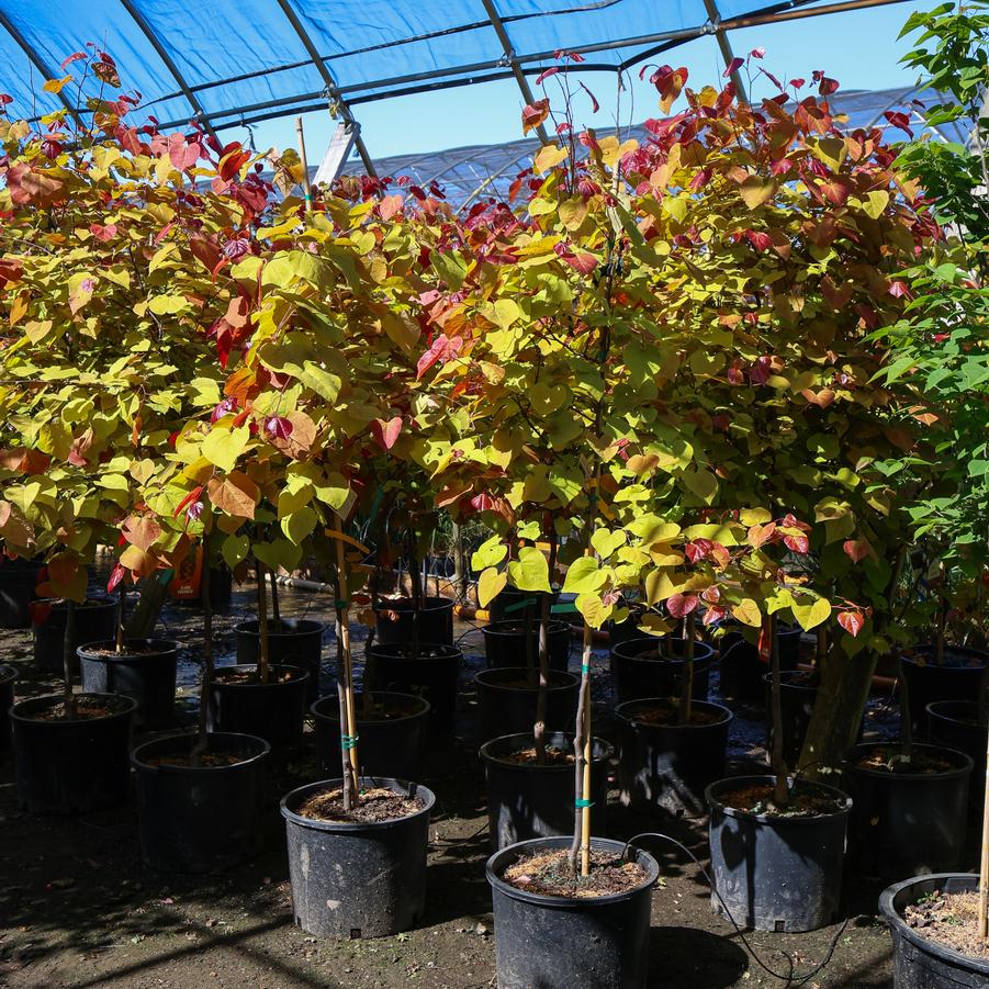 Cercis canadensis 'Flame Thrower®' - Redbud from Great Lakes Landscape Supply