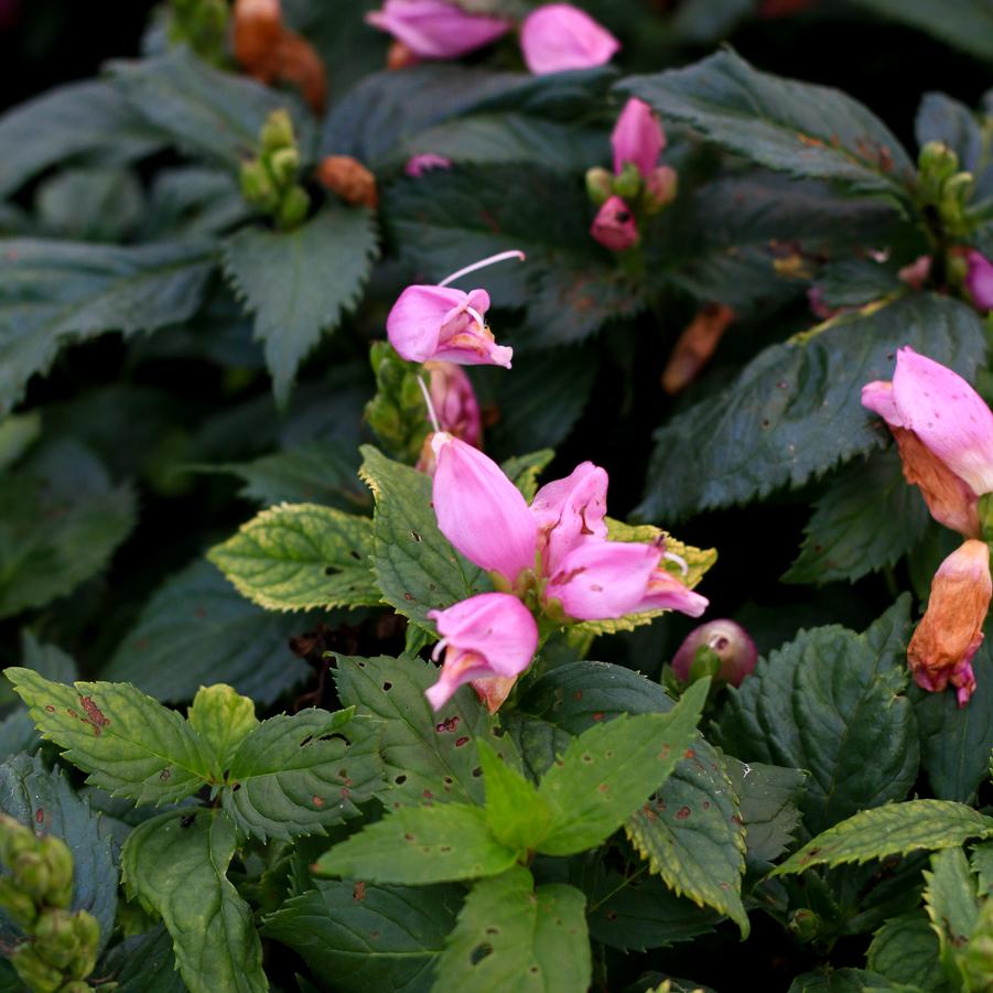Chelone lyonii 'Hot Lips' - Pink Turtlehead from Great Lakes Landscape Supply