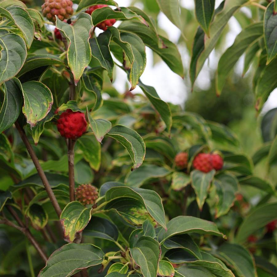 Cornus kousa 'Milky Way' - Dogwood from Great Lakes Landscape Supply