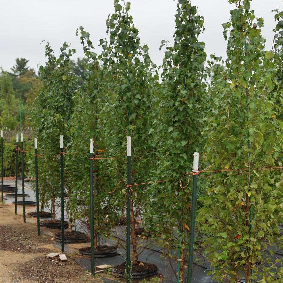 Betula platyphylla 'Parkland Pillar®' - Birch from Great Lakes Landscape Supply
