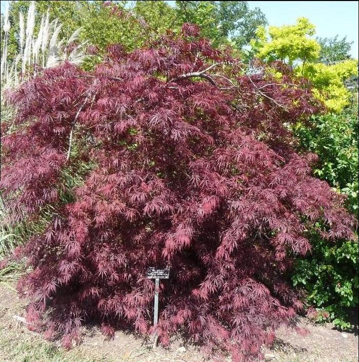 Acer palmatum var. dissectum Tamukeyama