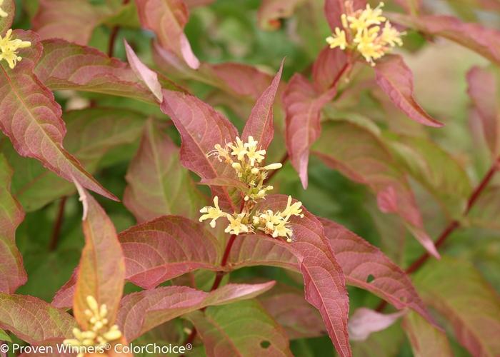 Diervilla Kodiak&reg; Orange