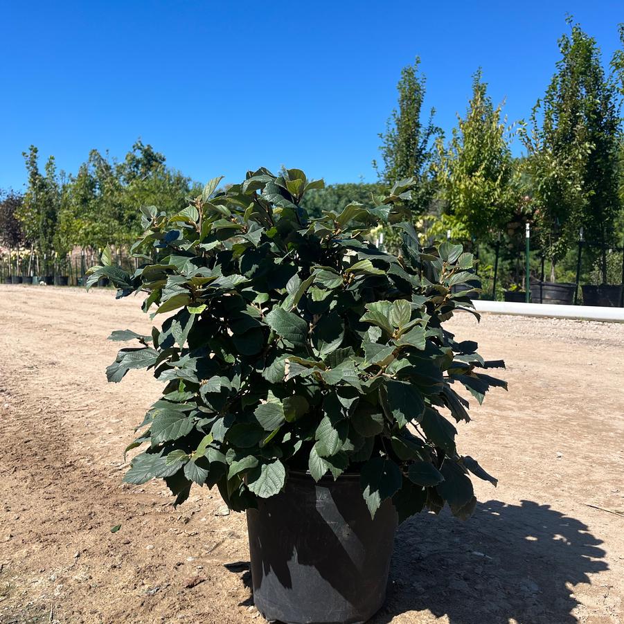 Fothergilla major 'Mount Airy' - Mount Airy Fothergilla from Great Lakes Landscape Supply