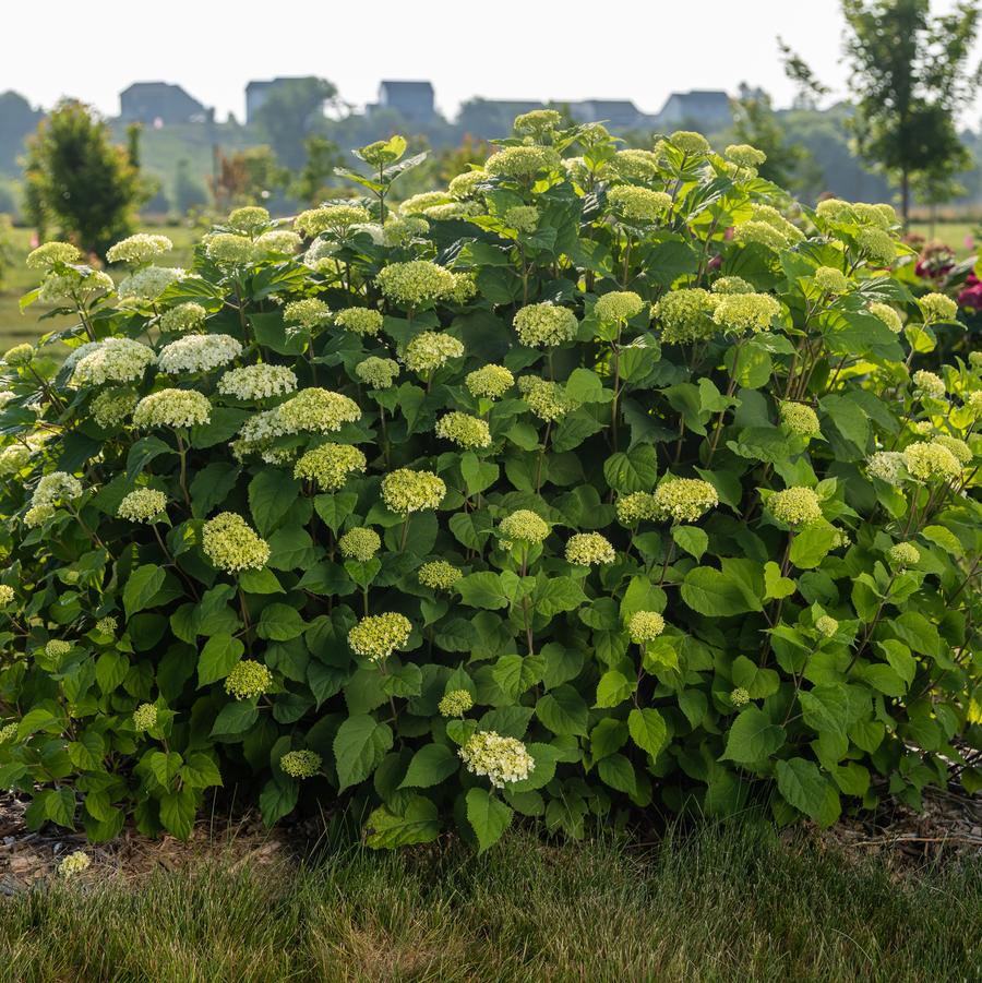 Hydrangea arborescens 'FlowerFull™' - Flowerfull White Hydrangea from Great Lakes Landscape Supply