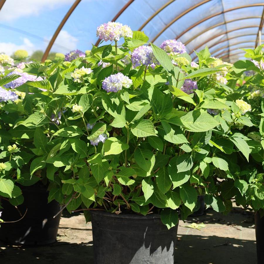 Hydrangea macrophylla ''Bailmer'' - Endless Summer Hydrangea from Great Lakes Landscape Supply