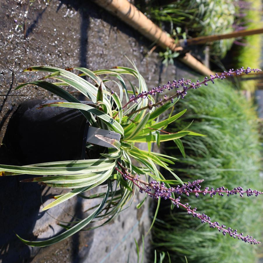 Liriope muscari 'Silvery Sunproof' - Lily-turf from Great Lakes Landscape Supply