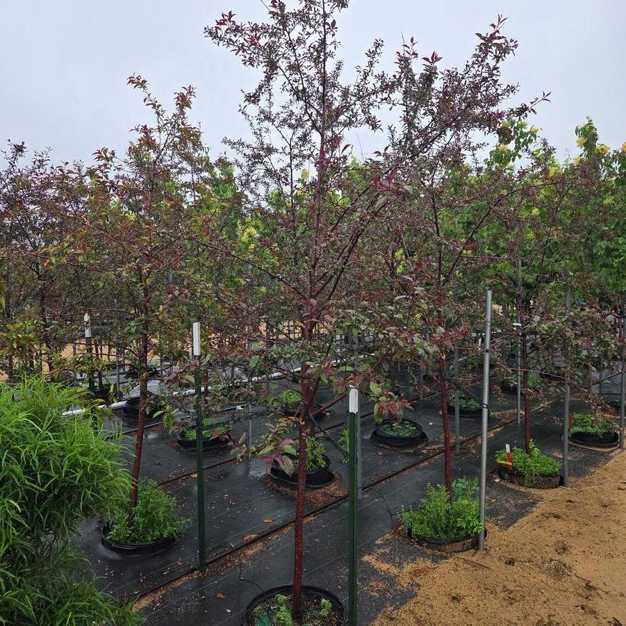 Malus 'Prairifire' - Flowering Crab from Great Lakes Landscape Supply