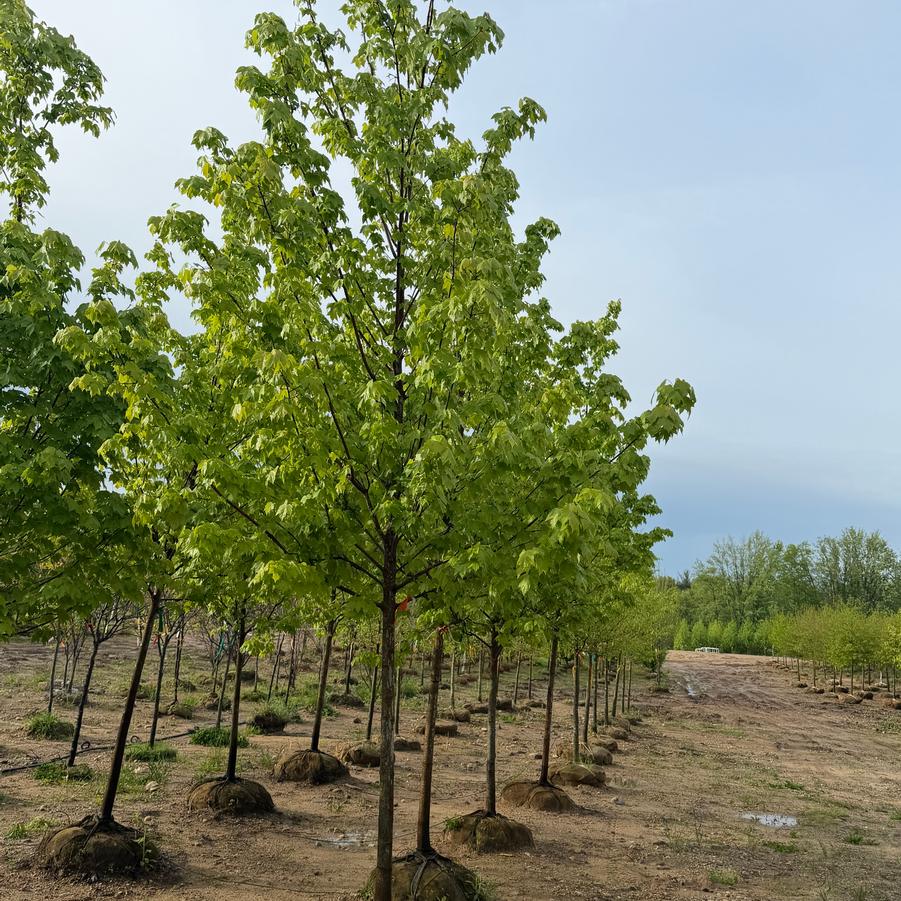 Acer rubrum 'October Glory' - Red Maple from Great Lakes Landscape Supply